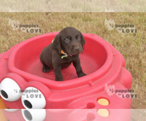 Labrador Retriever Puppy for sale in SANGER, TX, USA