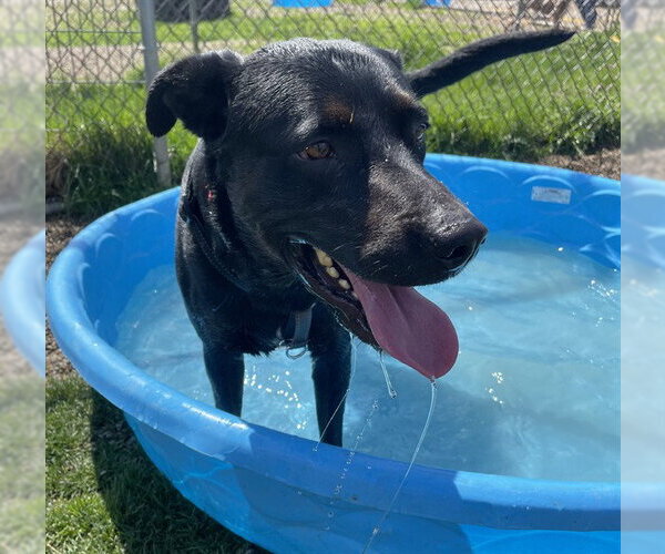 Medium Photo #3 Labrador Retriever-Unknown Mix Puppy For Sale in Center Township, PA, USA