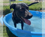 Small #2 Labrador Retriever Mix