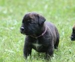 Small Photo #21 Boerboel Puppy For Sale in WASILLA, AK, USA