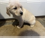 Puppy Grey Golden Retriever