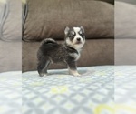 Puppy Max Pomsky