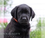 Small #2 Labrador Retriever