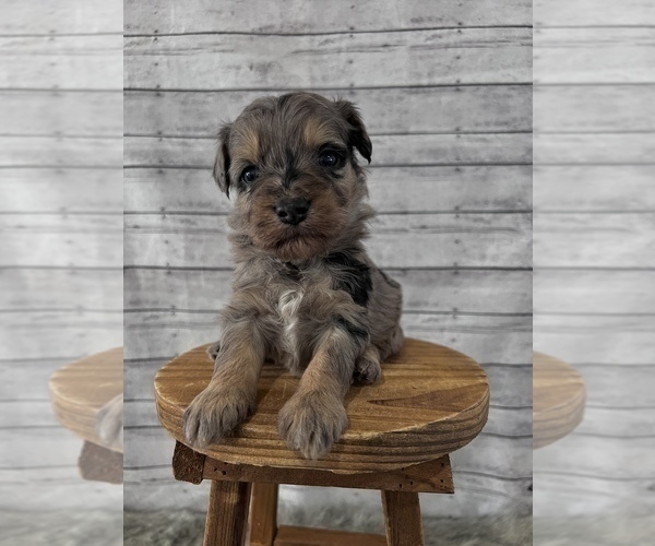 Medium Photo #3 Aussiedoodle Miniature  Puppy For Sale in UNIONVILLE, IA, USA