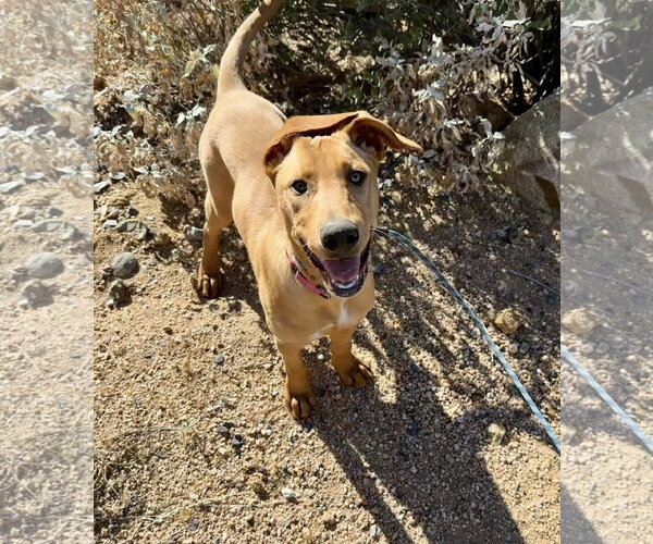 Medium Photo #8 Labrador Retriever-Pharaoh Hound Mix Puppy For Sale in Cave Creek, AZ, USA