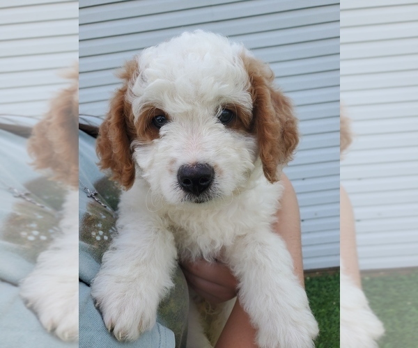 Medium Photo #19 Bernedoodle (Miniature) Puppy For Sale in LEETONIA, OH, USA