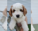 Small #18 Bernedoodle (Miniature)