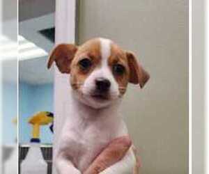 Chihuahua-Unknown Mix Dogs for adoption in Royal Palm Beach, FL, USA