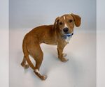 Small #5 Beagle Mix