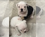 Small Photo #12 English Bulldog Puppy For Sale in WEEKI WACHEE, FL, USA