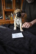 Small Photo #1 Anatolian Shepherd Puppy For Sale in COEUR D ALENE, ID, USA