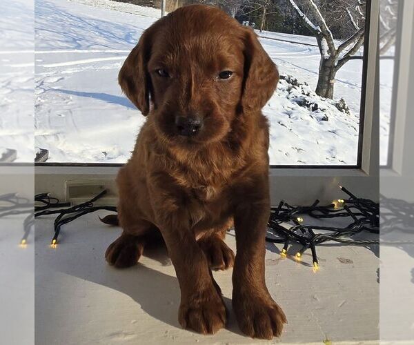Medium Photo #2 Irish Doodle (Miniature) Puppy For Sale in NEW HOLLAND, PA, USA
