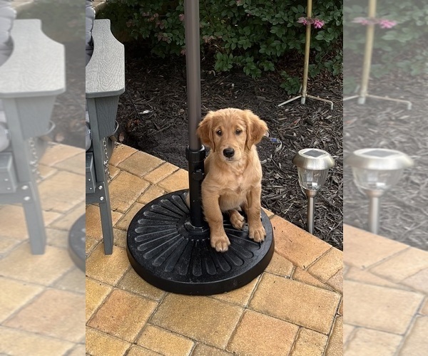 Medium Photo #1 Golden Retriever Puppy For Sale in WESLEY CHAPEL, FL, USA