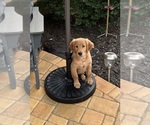Small Golden Retriever