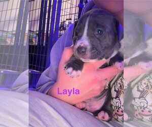 American Pit Bull Terrier-Unknown Mix Dogs for adoption in Belleville, MI, USA