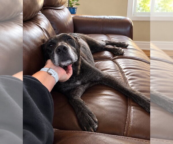 Medium Photo #2 Mutt Puppy For Sale in Springdale, PA, USA