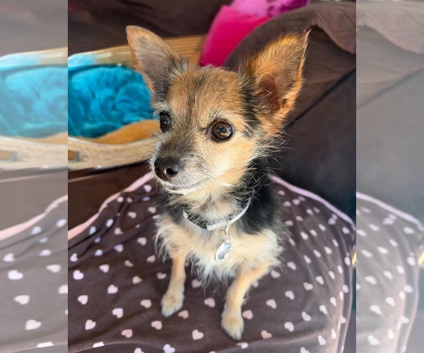 Medium Photo #3 Mutt Puppy For Sale in Menifee, CA, USA