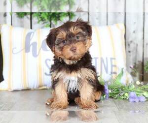 Yo-Chon Puppy for sale in MOUNT VERNON, OH, USA
