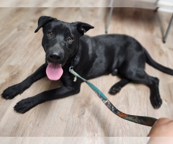 Medium Photo #4 Shepradors Puppy For Sale in Caribou, ME, USA