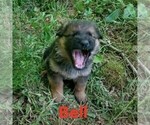 Small Photo #2 German Shepherd Dog Puppy For Sale in SCOTTS HILL, TN, USA
