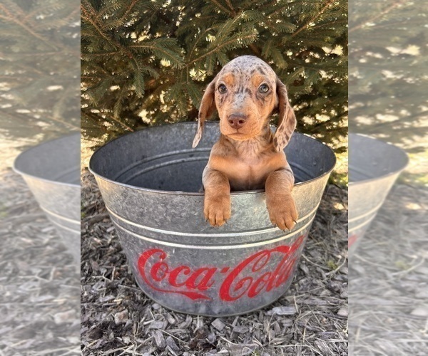 Medium Photo #2 Dachshund Puppy For Sale in MIDDLEBURY, IN, USA