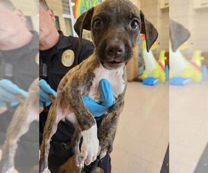 Mutt Dogs for adoption in San Antonio, TX, USA