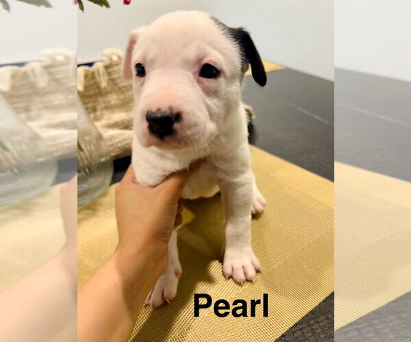 Medium Photo #1 Mutt Puppy For Sale in Amarillo, TX, USA