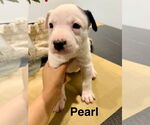 Small Mutt