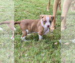 Small #1 Bullboxer Pit