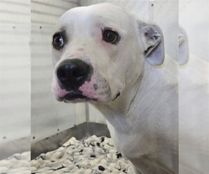 Mutt Dogs for adoption in San Bernardino, CA, USA