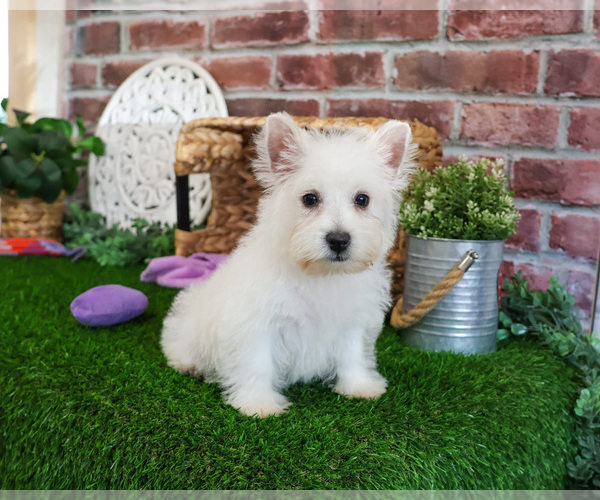 Medium Photo #7 West Highland White Terrier Puppy For Sale in SYRACUSE, IN, USA