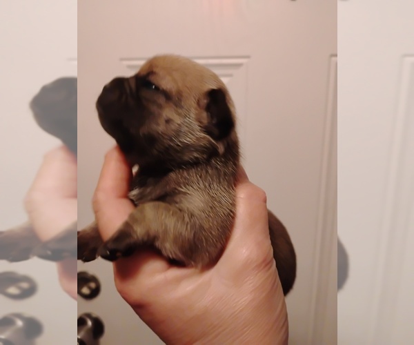 Medium Photo #10 Poodle (Toy)-Pug Mix Puppy For Sale in NEW WAVERLY, TX, USA