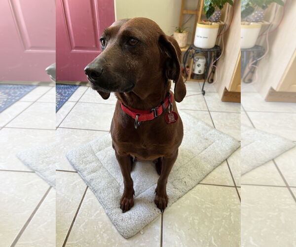 Medium Photo #5 Coonhound-Unknown Mix Puppy For Sale in Wakefield, RI, USA