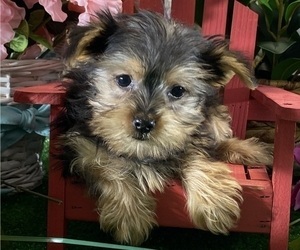 Yorkshire Terrier Puppy for sale in CANOGA, NY, USA