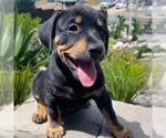 Small #10 Labrador Retriever Mix