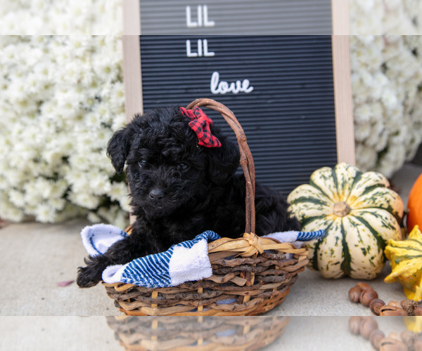 Medium Photo #1 Miniature Labradoodle Puppy For Sale in SHIPSHEWANA, IN, USA