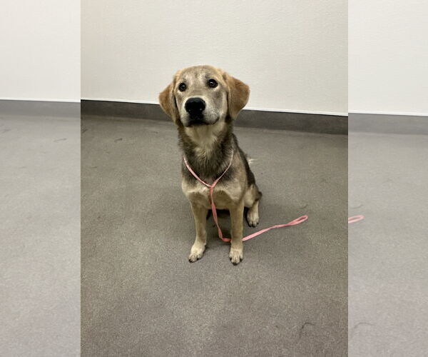 Medium Photo #3 Labrador Retriever-Unknown Mix Puppy For Sale in San Diego, CA, USA