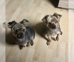 Small Photo #1 YorkiePoo Puppy For Sale in BOLINGBROOK, IL, USA