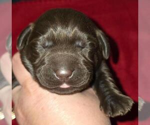 Labrador Retriever Puppy for sale in TOLEDO, WA, USA