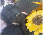 Small #2 Mutt