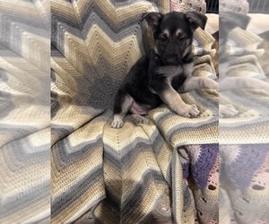 German Shepherd Dog Puppy for sale in MILFORD, MI, USA