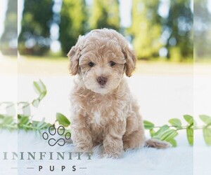 Bichpoo Puppy for sale in NEWPORT, PA, USA