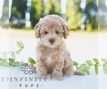 Small Bichpoo
