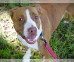 Small Photo #2 American Pit Bull Terrier-Unknown Mix Puppy For Sale in Tallahassee, FL, USA