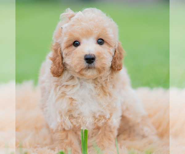 Medium Photo #52 Maltipoo (Miniature) Puppy For Sale in WARSAW, IN, USA