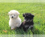 Small Photo #2 Shih-Poo Puppy For Sale in CLARKRANGE, TN, USA