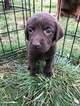 Small Photo #25 Labrador Retriever Puppy For Sale in EATONVILLE, WA, USA