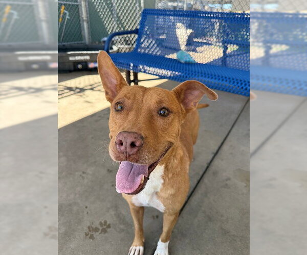 Medium Photo #1 Mutt Puppy For Sale in Chula Vista, CA, USA