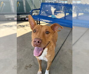 Mutt Dogs for adoption in Chula Vista, CA, USA