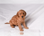 Puppy Riley Goldendoodle